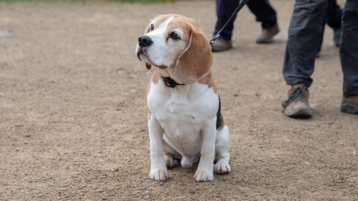Dog visits at Nymans